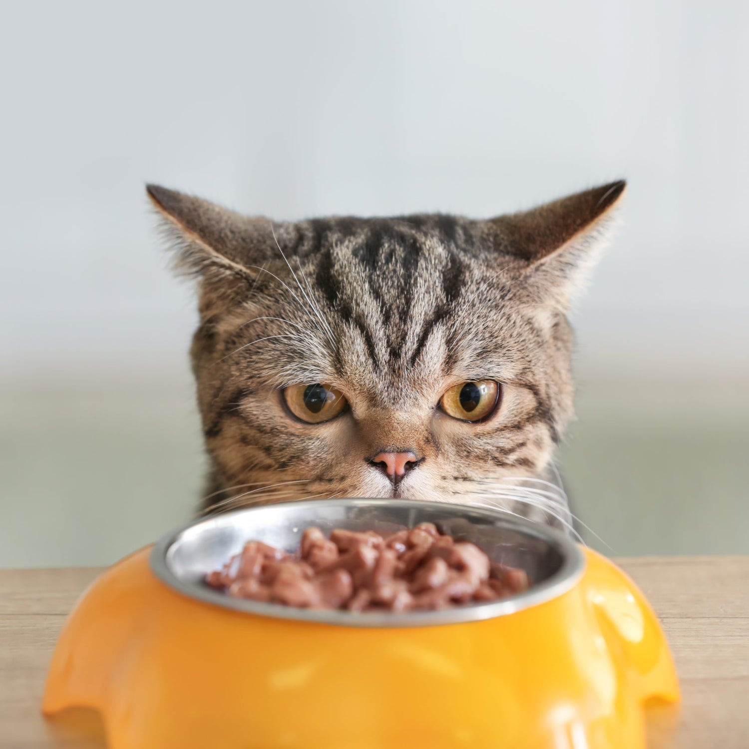 Cat Food