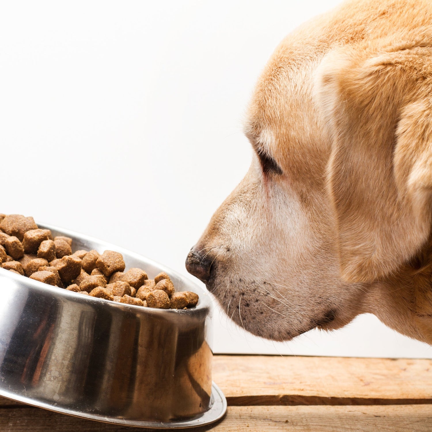 Dog Food
