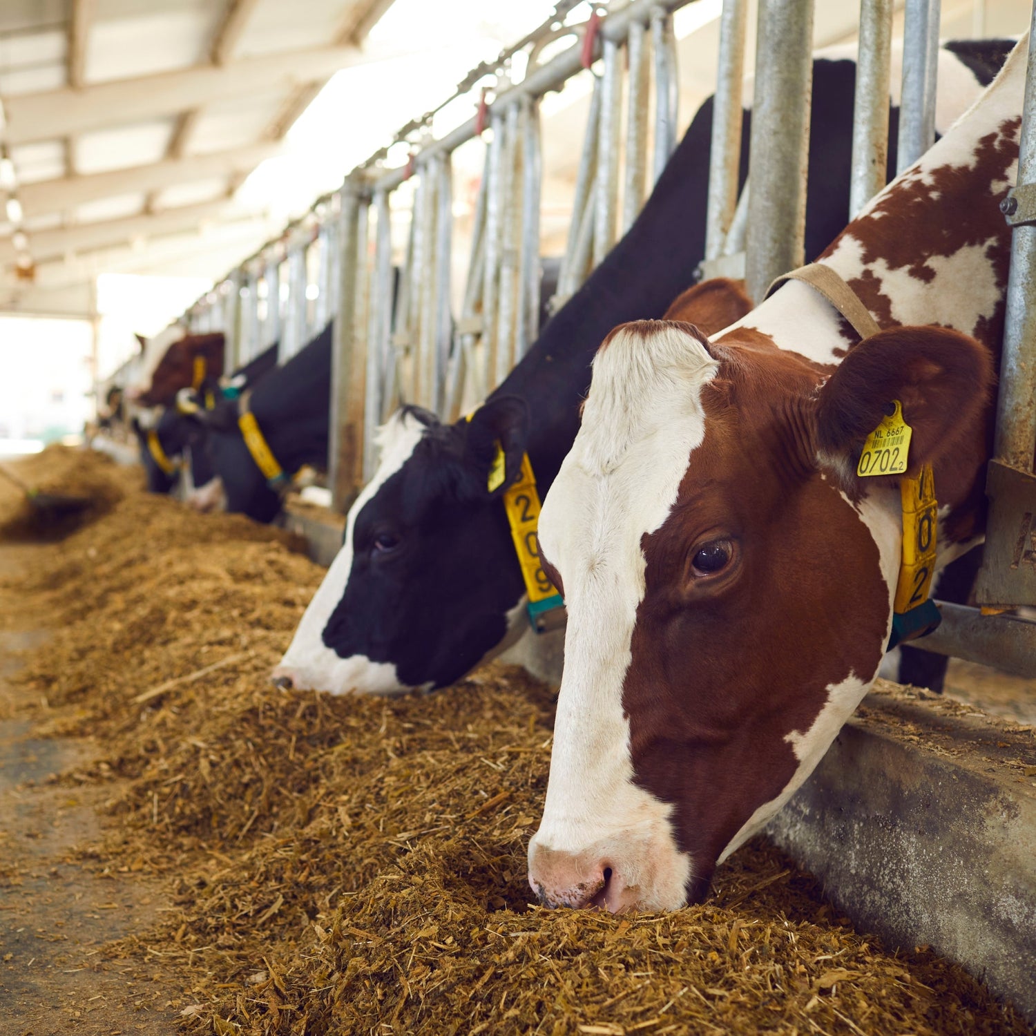 Livestock